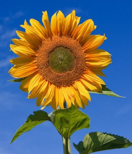 Samen gesunde - samen,