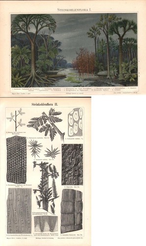 Steinkohlenflora steinkohle - steinkohlenflora,