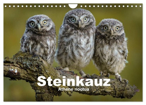 Steinkäuze - (athene, noctua)