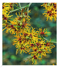 Zaubernuss, 1 Pflanze Hamamelis mollis Pallida Winterblüher