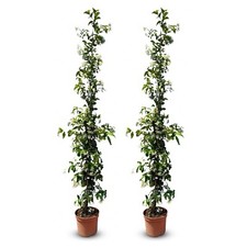 Toskanischen Jasmin - 2 pcs -
