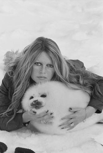 Brigitte bardot - brigitte,
