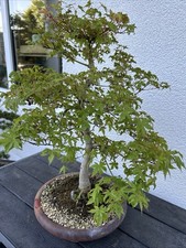 Bonsai - Fächerahorn, Acer