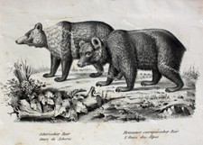 Sibirien Kamchatka Bär Bären