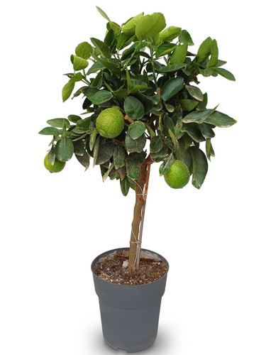 Limettenbaum citrus - limettenbaum,