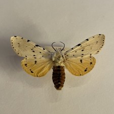 Entomologie*Estigmene