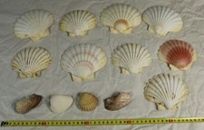 B5/ kleines Muschel Konvolut - 9xgroß + 4xklein - Jakobsmuschel - ca 479 Gr /359