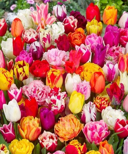 Premium tulpenmischung 100 - premium,