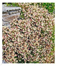 Spanisches Gänseblümchen, 3