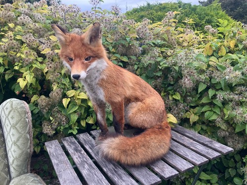 Fuchs präparat trophäe - fuchs,