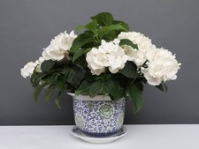 China Porzellan Blumentopf