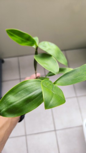 Dendrobium guibertii - ,