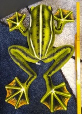 Plüschtier Frosch, Lebensecht, ca 56 cm großer Plüschi, Uni-Toys