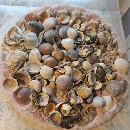 Muschelmix lagre deko - 1, 1