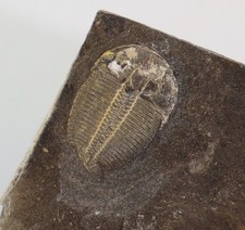 Trilobit, Aulacopleura konincki, Silur, Lodenice, Tschechische Republik -m153