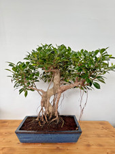 Zimmerbonsai Ficus retusa