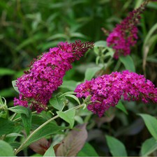 Buddleja Davidii Royal red