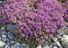 Sand-Thymian, Feld-Thymian Samen, Bodendecker mit kissenartigem Wuchs,