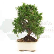 BONSAI Chinesischer Wacholder
