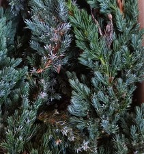 Wacholderzweige 150 g, Räuchern für Fleisch und Fisch,