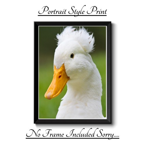 Duck fun druck bild - duck,