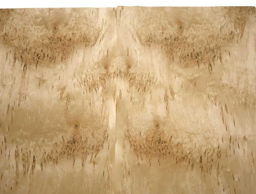 Birke maser furnier - birke,