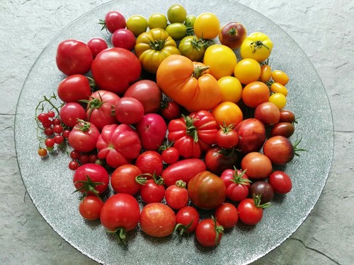Tomatensamen tomaten saatgut - tomatensamen,