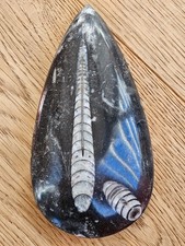 Orthoceras Tintenfisch