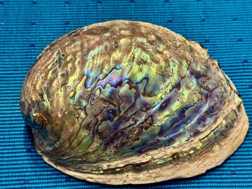 3er set große abalone - 3er,