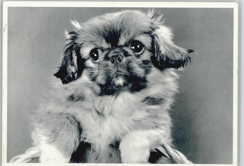 Pekinese 1963 - pekinese,