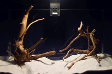 Aquarium Wurzel - SET /