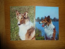 2 St. AK Lessie??, Langhaarcollie