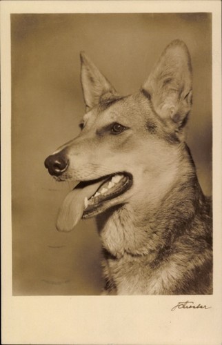 Schäferhund tierporträt - ak,