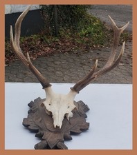 Hirsch Geweih mit Schädel auf