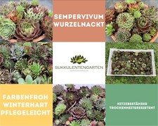 30x Sempervivum Rosetten