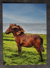 Postkarte Island Pony,Isländer,Pferd,Pferde,Pferdepostkarte,AK,Ansichtskarte,CH