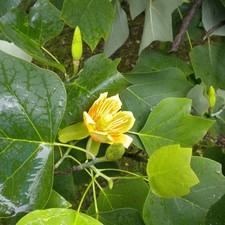 Tulpenbaum Liriodendron tulipifera Großbaum Parkbaum Bienenweide
