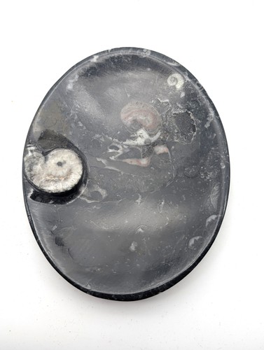 Sm0165 orthoceras - sm0165,