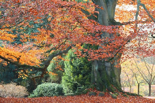 Samen rotbuche fagus - 50,