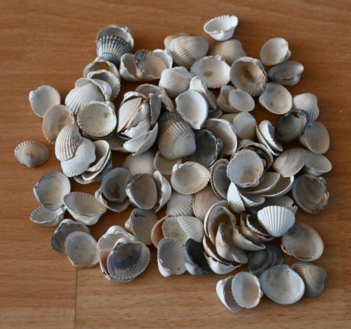 Muscheln sammlung - muscheln,