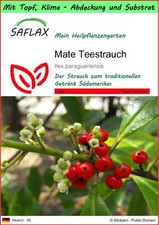 SAFLAX - Garden to go - Mate Teestrauch - 10 Samen