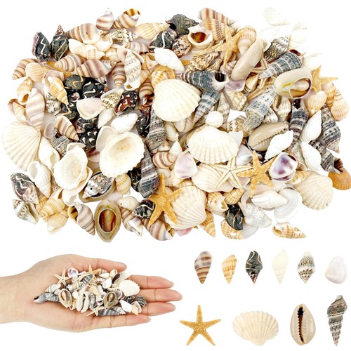 Muscheln dekor basteln - dekor, 200