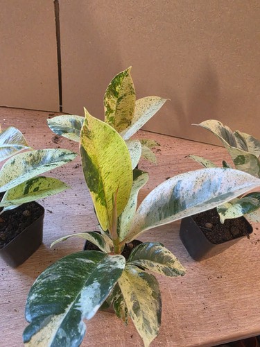 Ficus elastica shivereana - elastica, 'shivereana