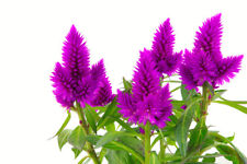 SAMEN Zimmer Blumen Samen Rarität seltene Pflanzen schnellwüchsig FEDERBUSCH