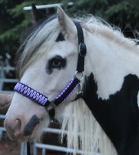 SHETLAND PONY Shetty