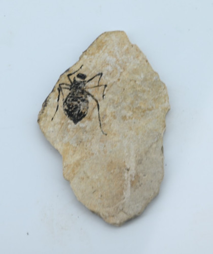 Libellenlarve fossil libelle - libellenlarve,