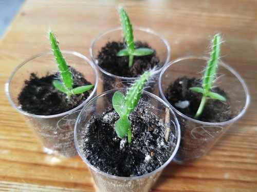 Drachenfrucht jungpflanzen - jungpflanzen,