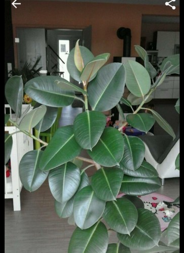Gummibaum ableger xxl mit - gummibaum,