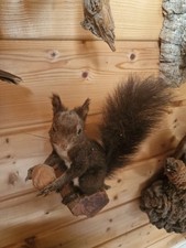 Tierpräparat Eichhörnchen