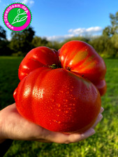 UKRAINISCHER GIGANT  ? 10+ Samen ♥️ hist. Sorte mit riesigen Tomaten